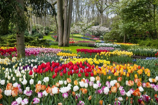 Keukenhof