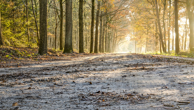 nachtje weg bos