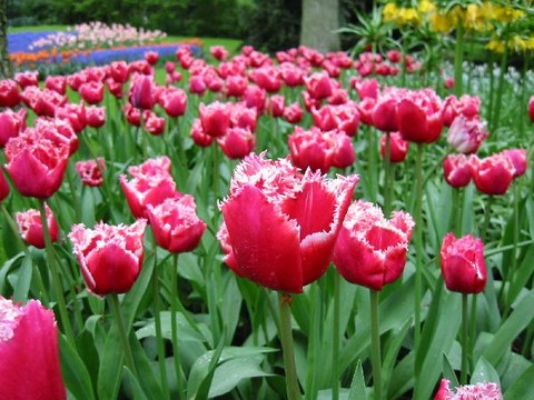 Keukenhof